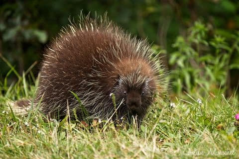 Porc-épic 01