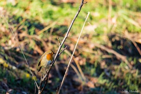 Rouge-gorge 02