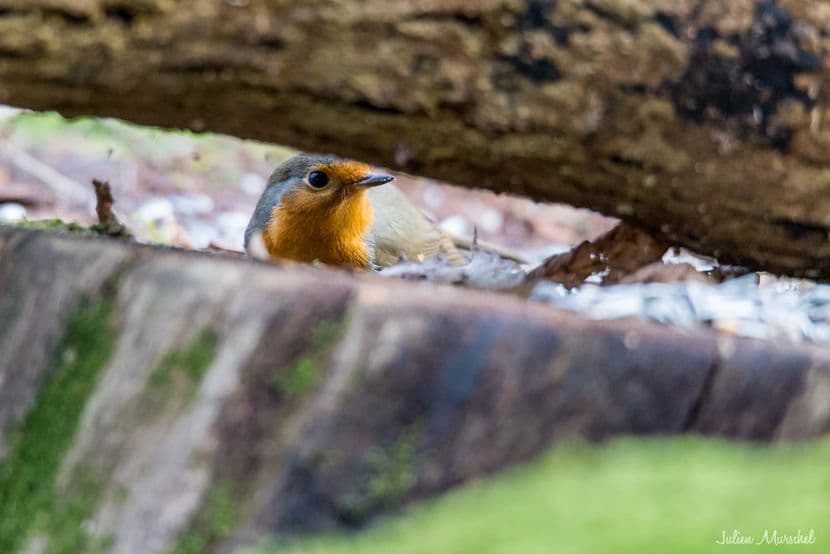 Rouge-gorge 08