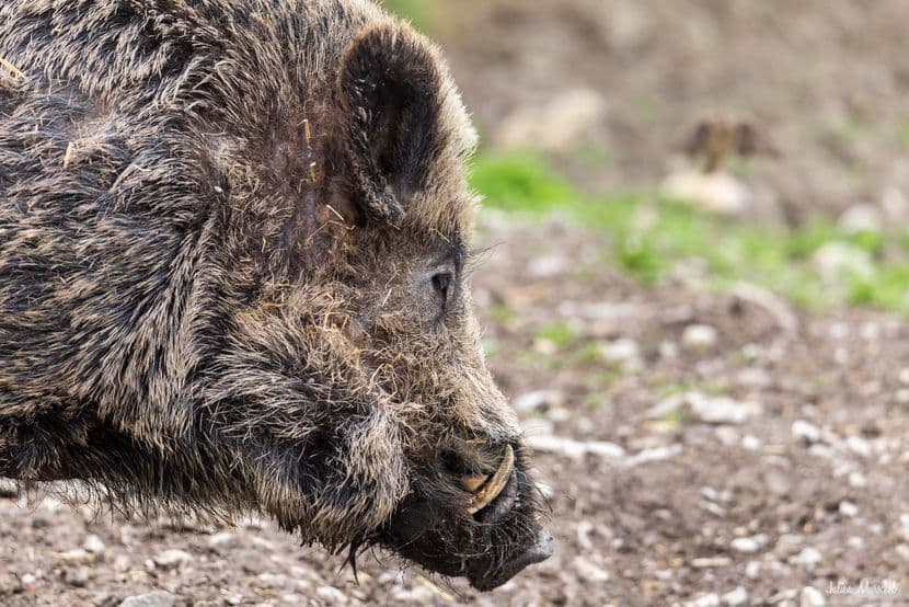 Sanglier PSC 02