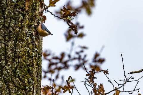 Sittelle torchepot 01