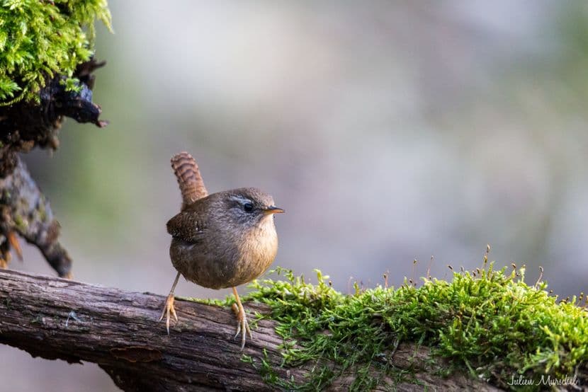 Troglodyte mignon 01