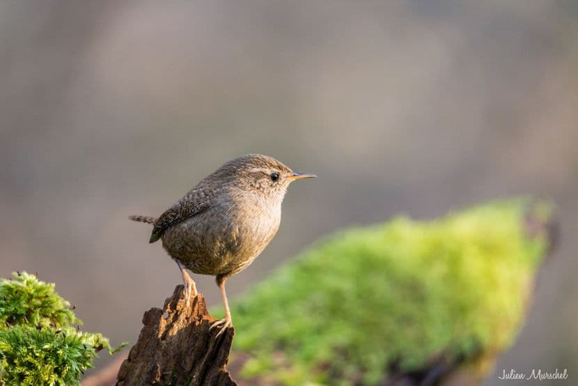 Troglodyte mignon 02