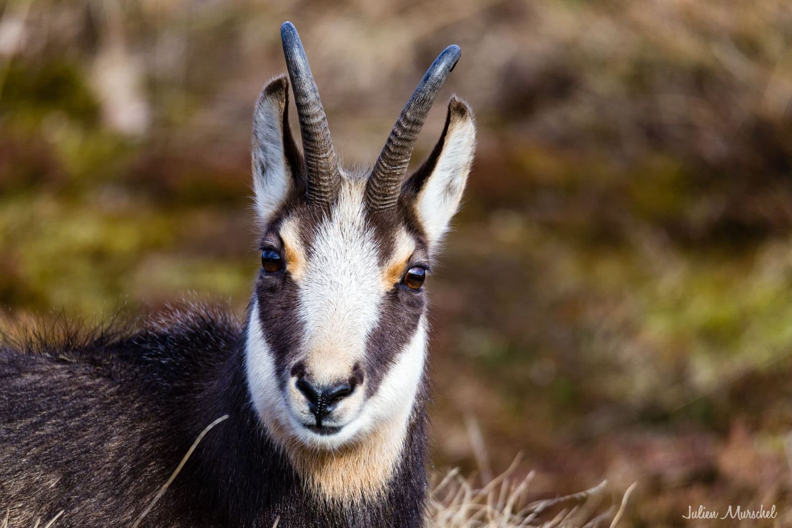 Chamois
