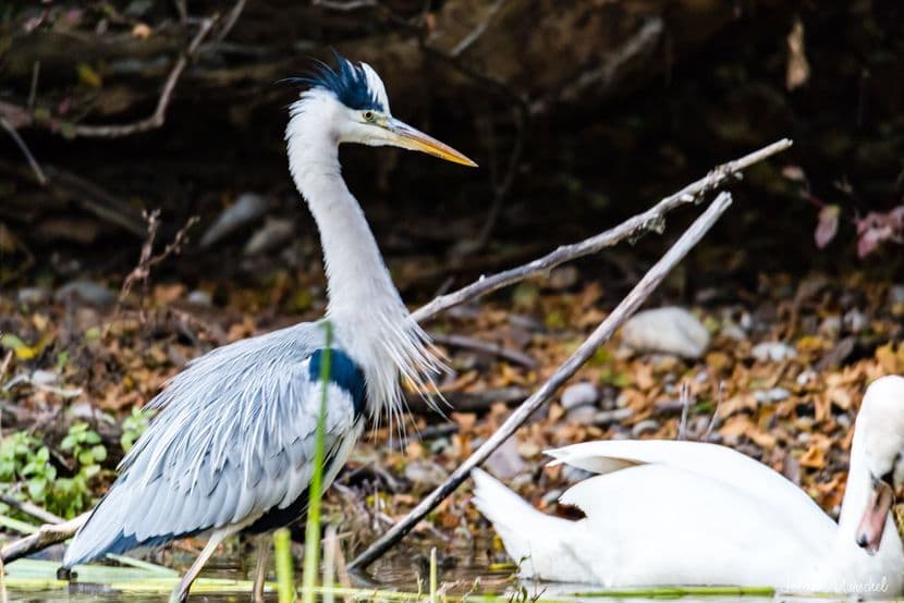 Cygne tuberculé & Héron 01