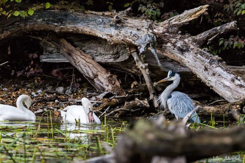 Cygne tuberculé & Héron 02