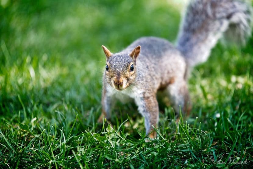 Écureuil gris 01