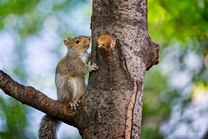 Écureuil gris 04
