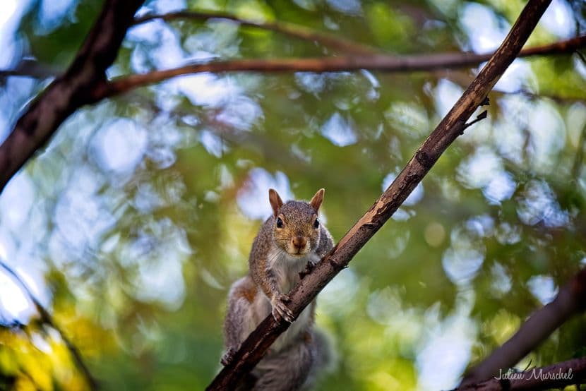 Écureuil gris 05