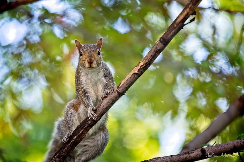 Écureuil gris 06
