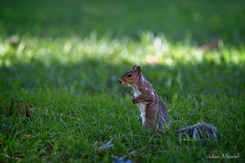 Écureuil gris 07