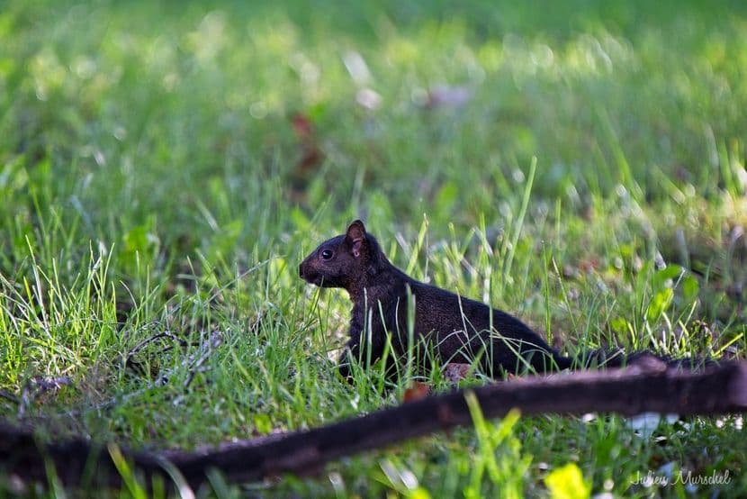 Écureuil gris 10