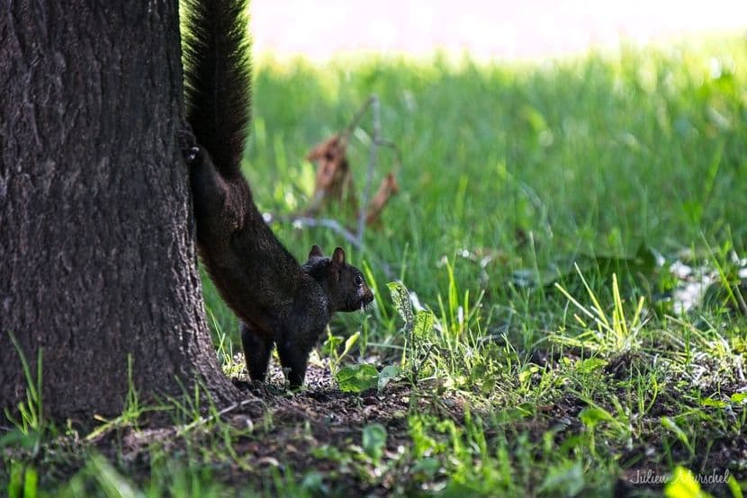 Écureuil gris 11
