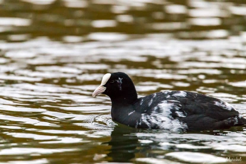 Foulque macroule 06