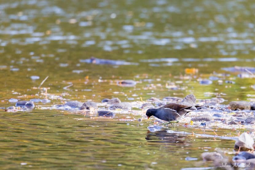 Gallinule poule-d'eau 01