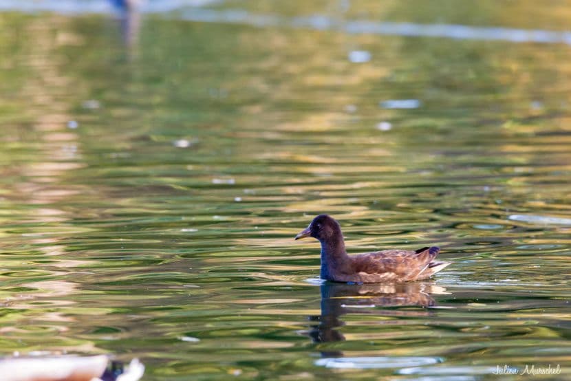 Gallinule poule-d'eau 02