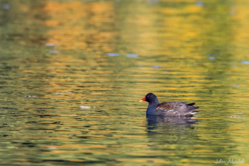 Gallinule poule-d'eau 03