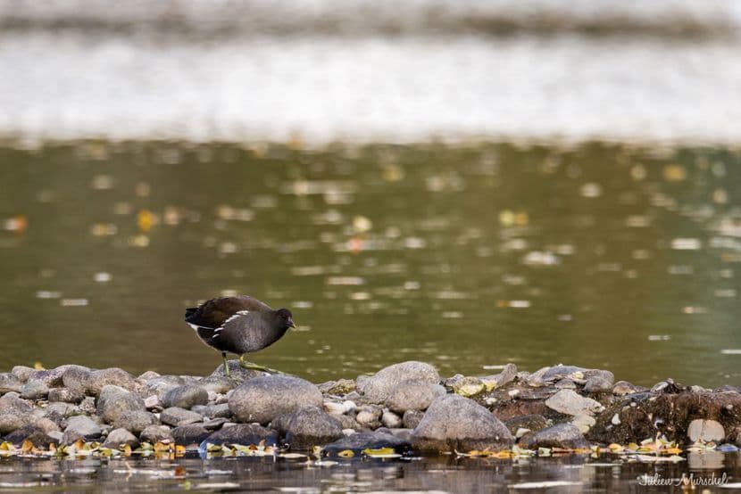 Gallinule poule-d'eau 04
