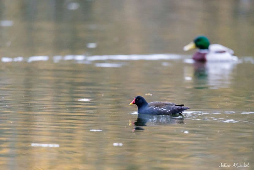 Gallinule poule-d'eau 05