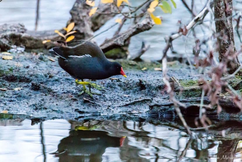 Gallinule poule-d'eau 06