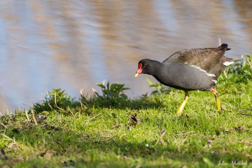 Gallinule poule-d'eau 07