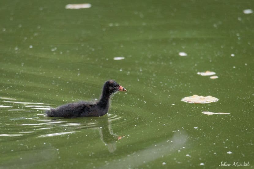 Gallinule poule-d'eau 08