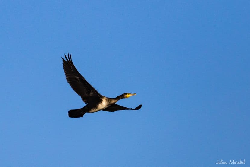 Grand cormoran 05