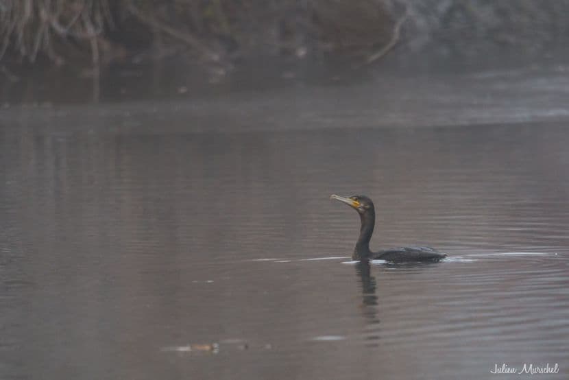 Grand cormoran 08
