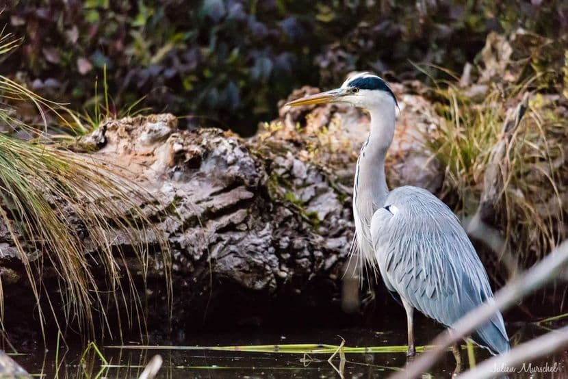 Héron cendré 05