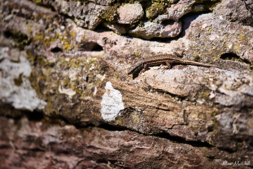 Lézard des murailles 03