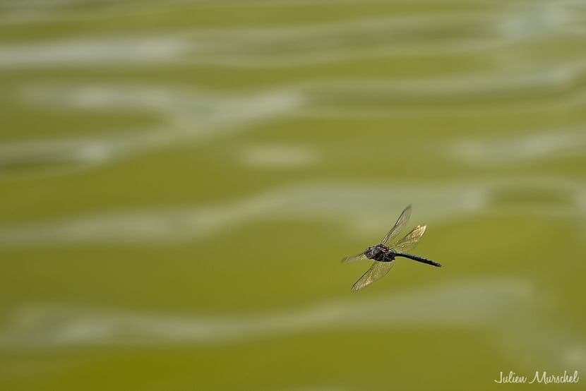 Libellule 05