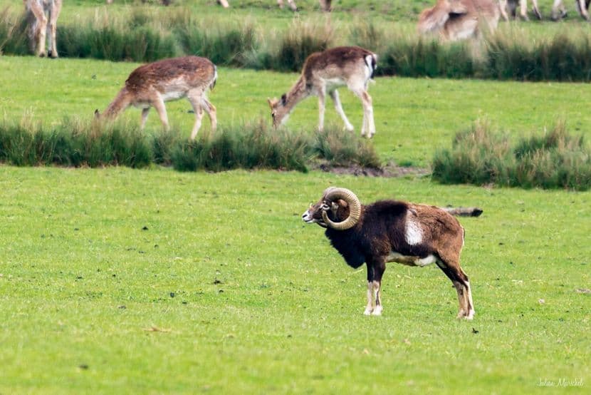 Mouflon de Corse 01