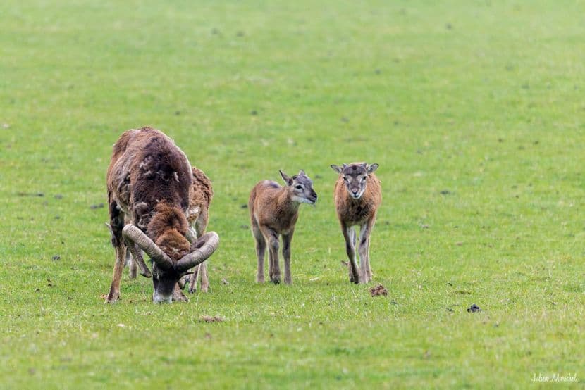Mouflon de Corse 02