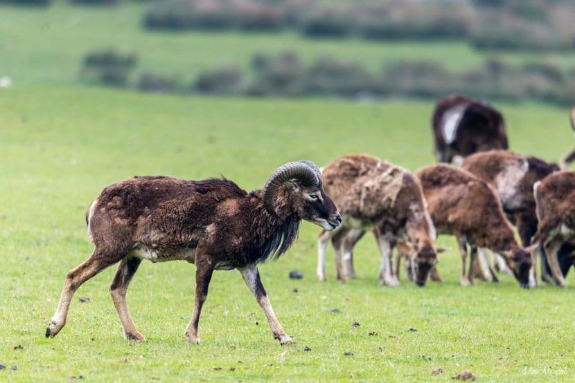 Mouflon de Corse 03