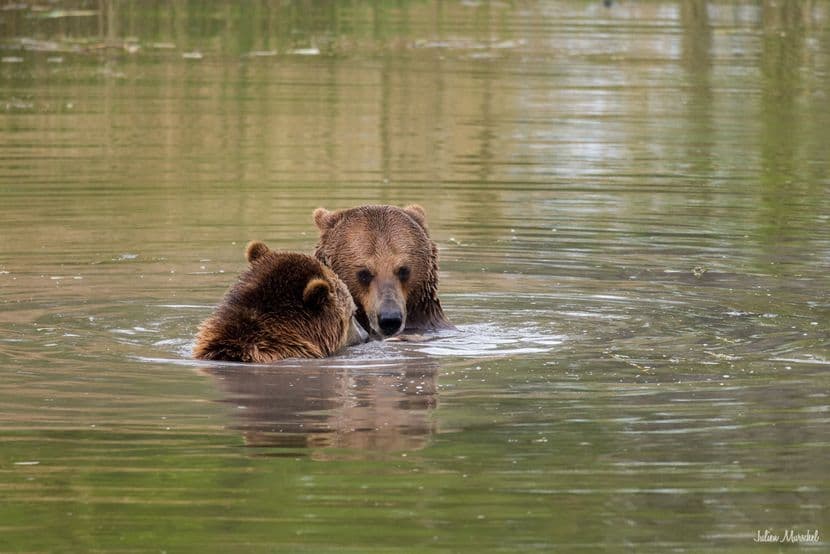 Ours brun d'Europe 01
