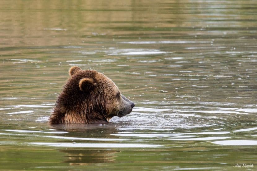 Ours brun d'Europe 02