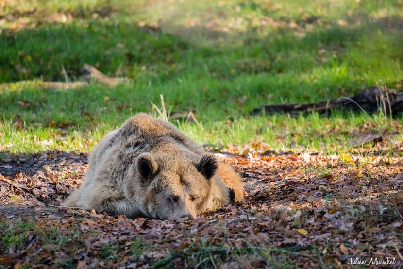 Ours brun d'Europe 03