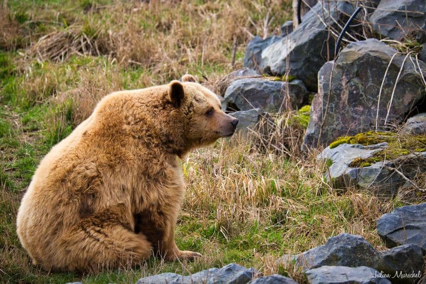 Ours brun d'Europe 04