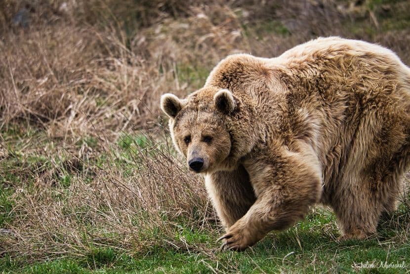 Ours brun d'Europe 08