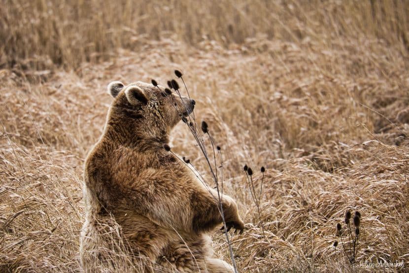 Ours brun d'Europe 09