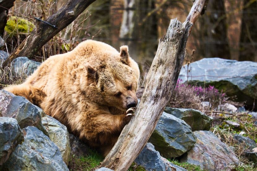 Ours brun d'Europe 10