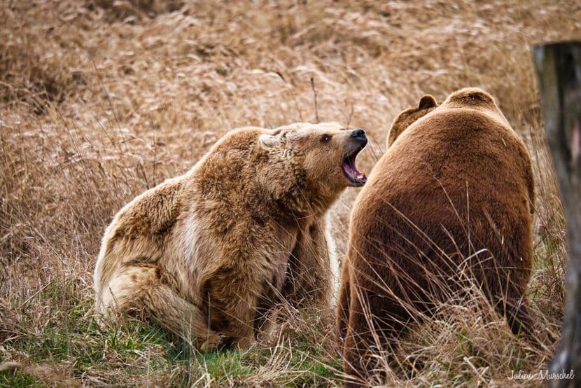 Ours brun d'Europe 11