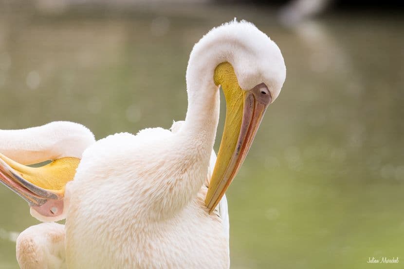 Pélican blanc 04