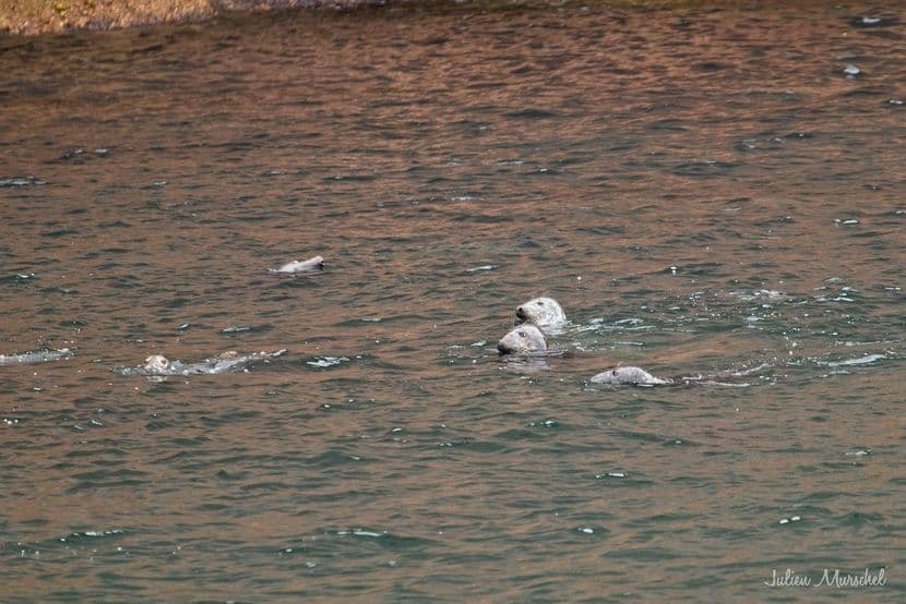 Phoque 03