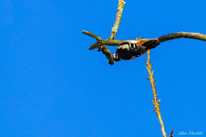 Pic épeiche et Pic mar 01