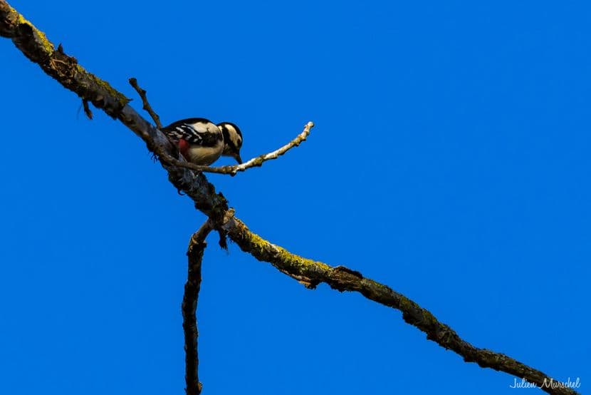 Pic épeiche et Pic mar 02