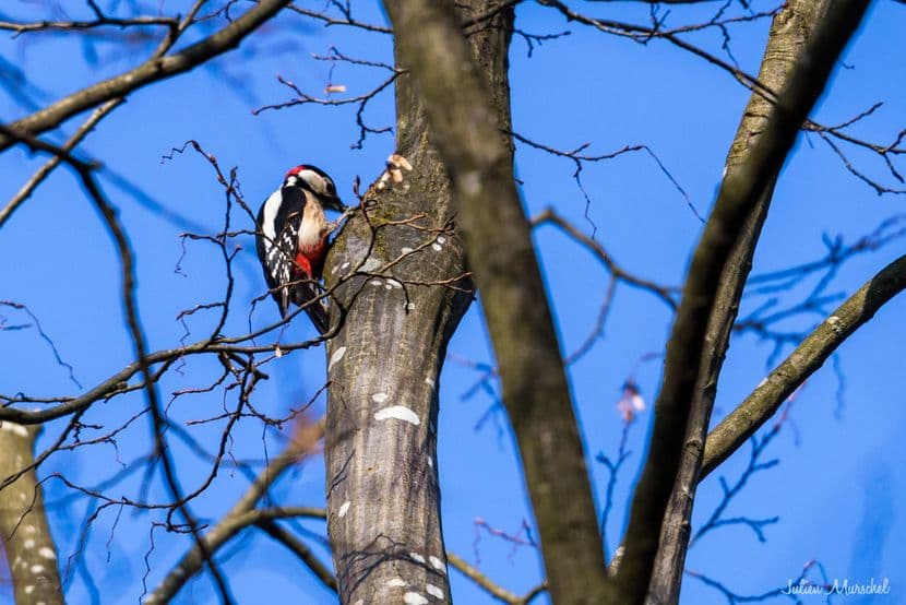 Pic épeiche et Pic mar 03