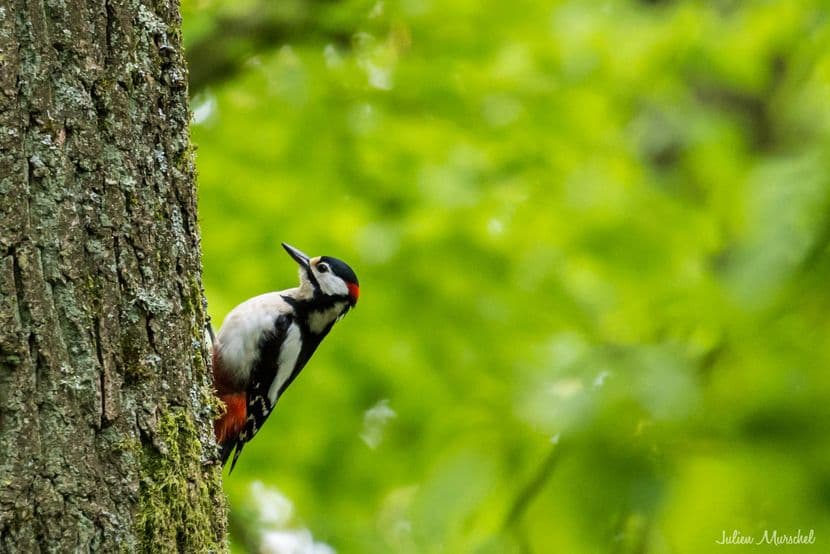 Pic épeiche et Pic mar 04