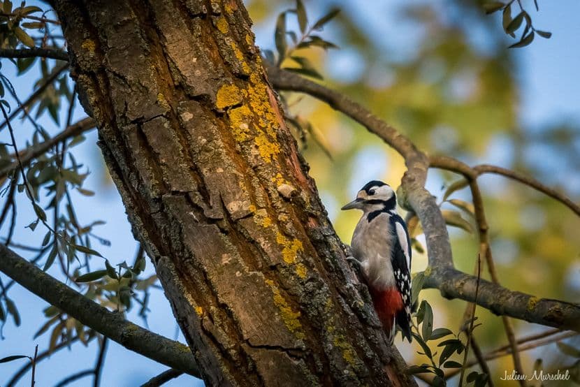 Pic épeiche et Pic mar 05