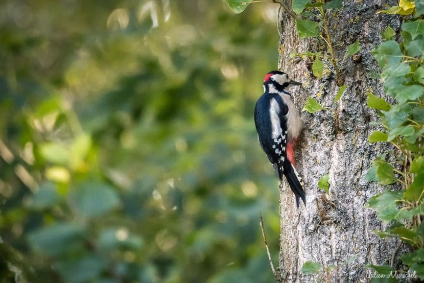 Pic épeiche et Pic mar 07